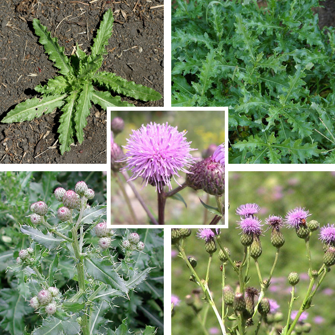 Canada Thistle – cirsium arvense – Taos SWCD