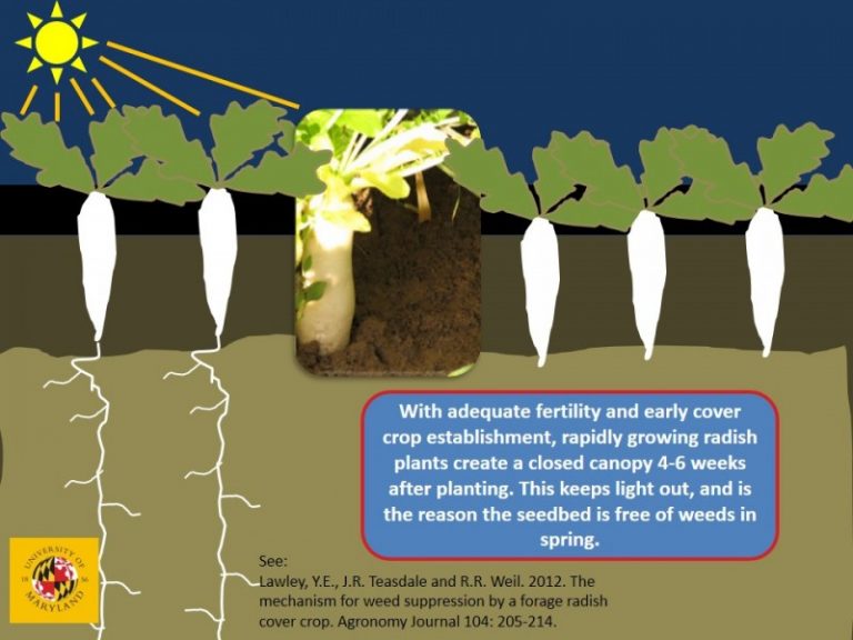 Soil Health Taos Swcd