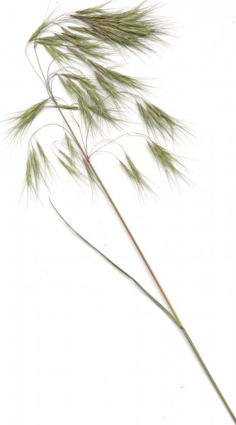 Cheatgrass