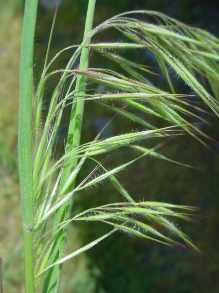 Cheatgrass