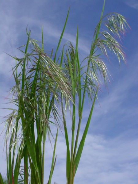 Cheatgrass