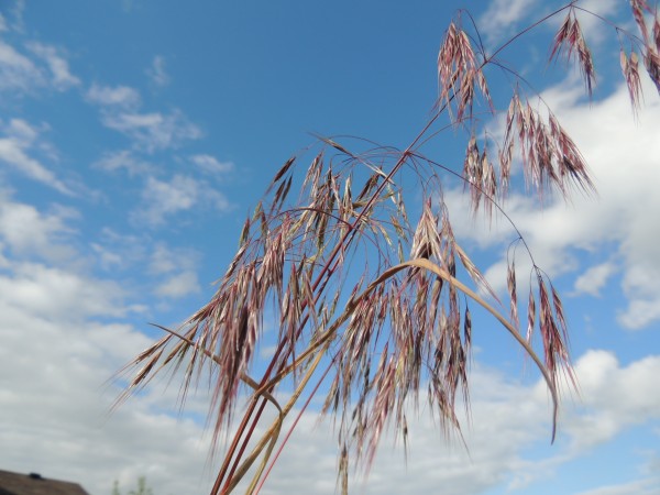 Cheatgrass