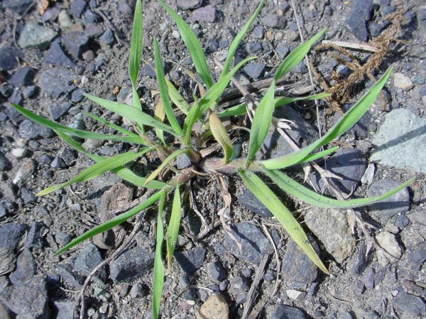 Cheatgrass