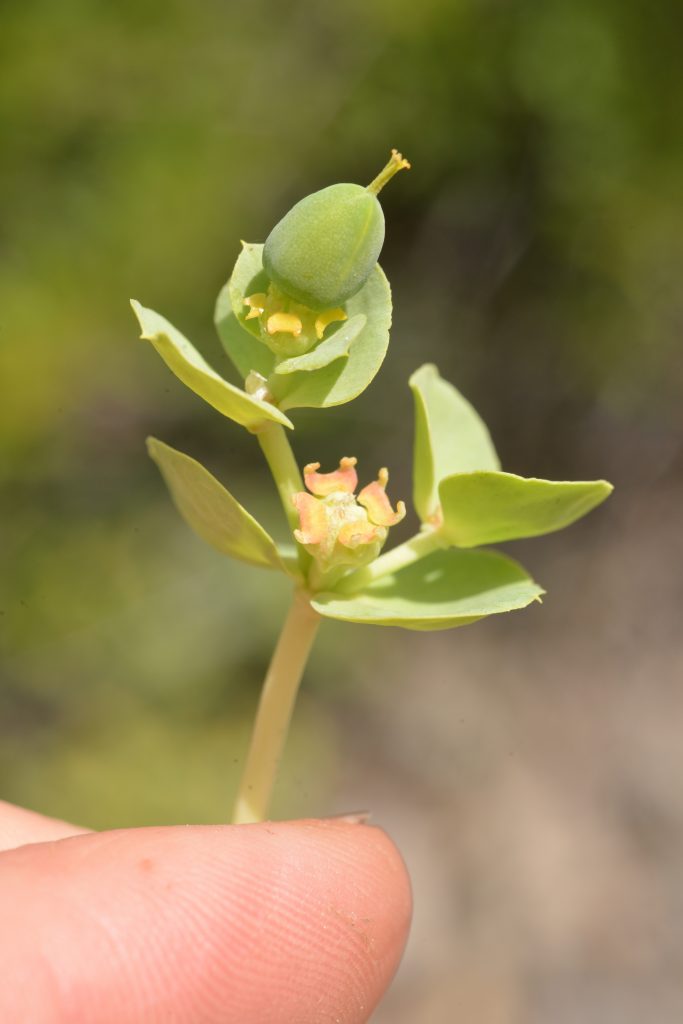 Myrtle Spurge