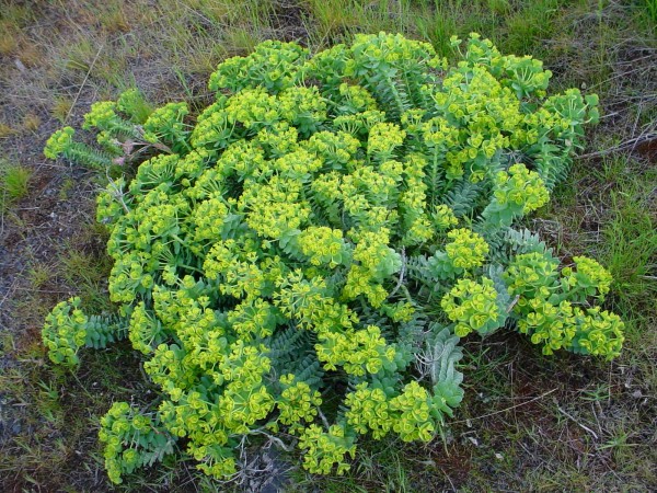 Myrtle Spurge