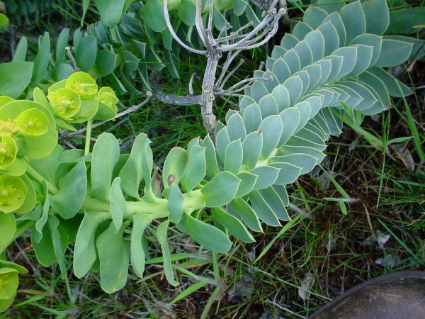 Myrtle Spurge