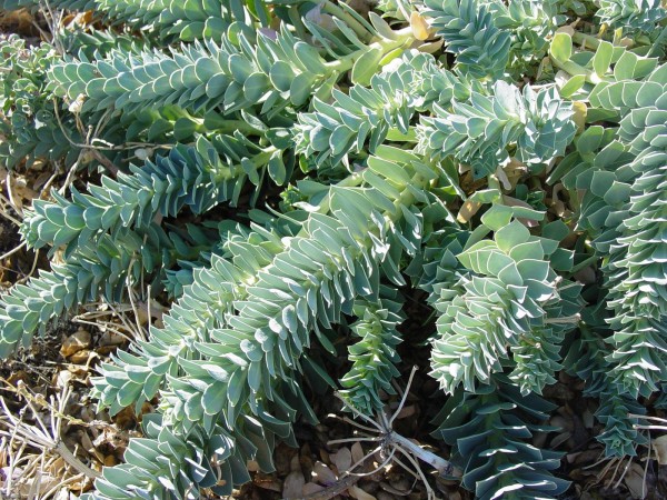 Myrtle Spurge