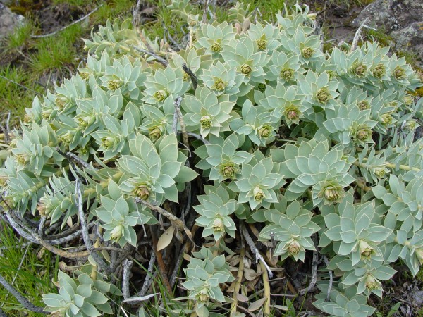 Myrtle Spurge