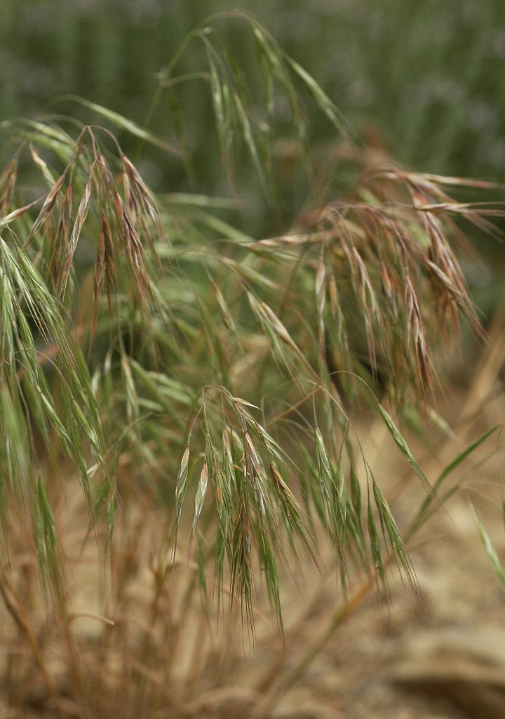 Cheatgrass