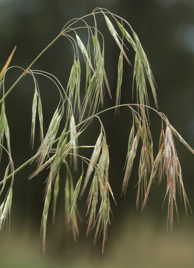 Cheatgrass