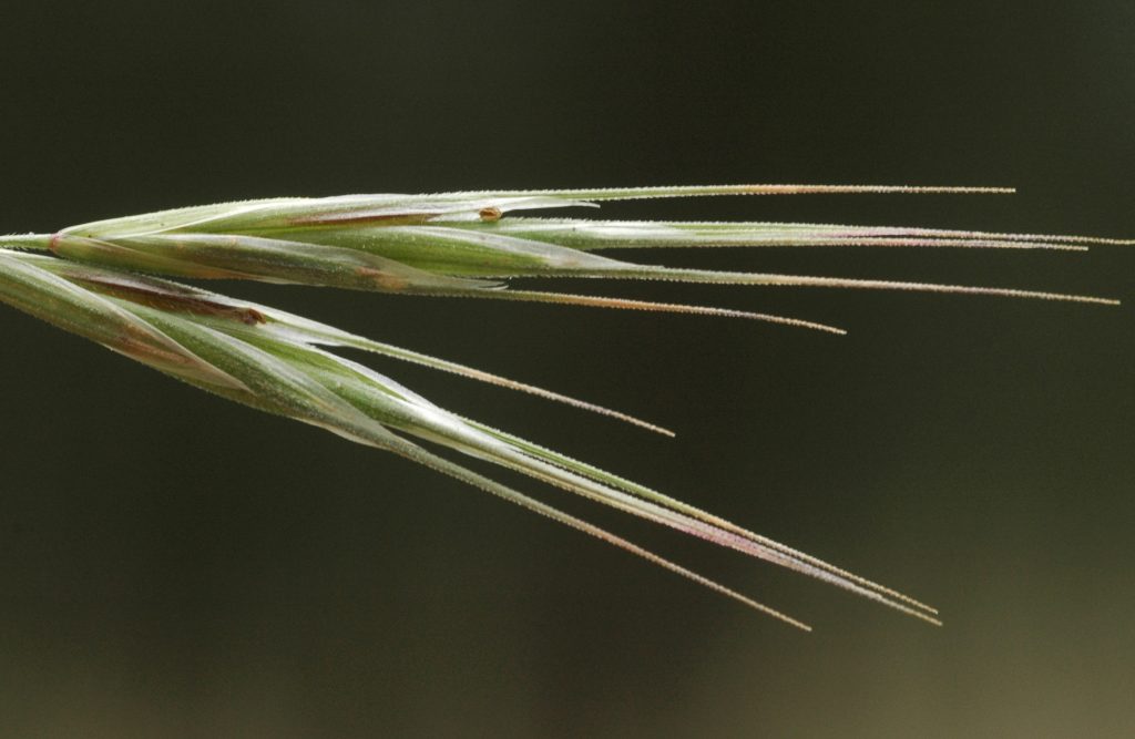 Cheatgrass