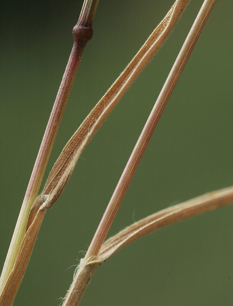 Cheatgrass