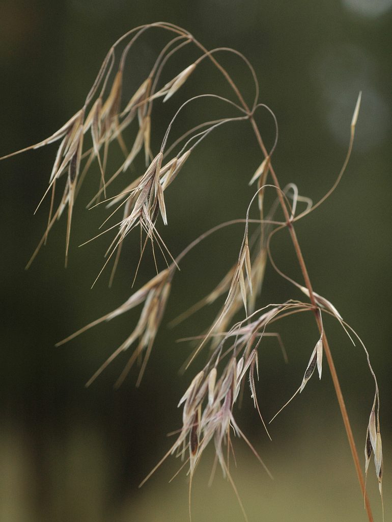 Cheatgrass