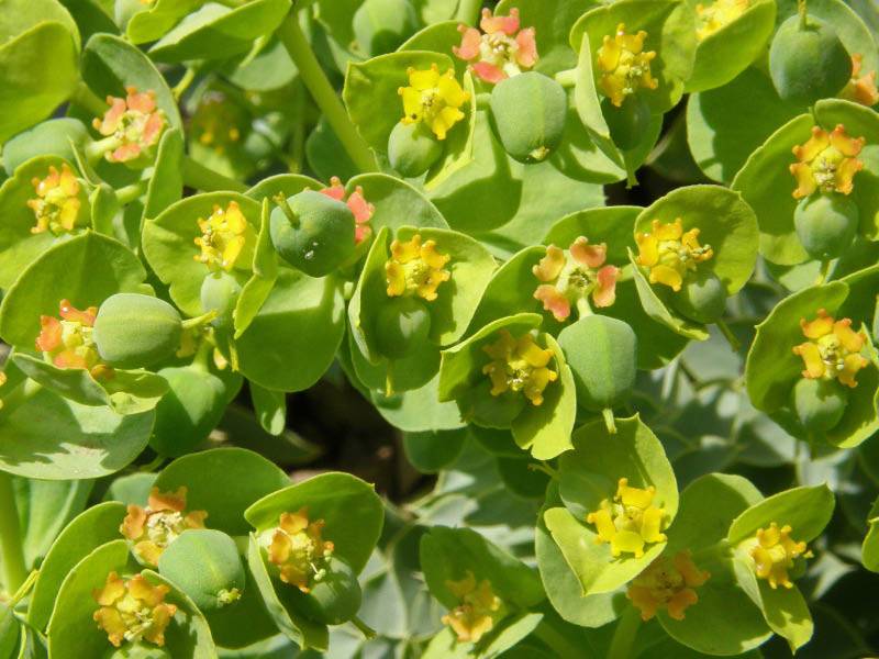 Myrtle Spurge