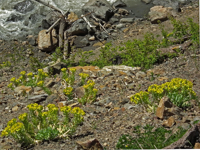 Myrtle Spurge