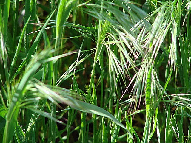 Cheatgrass