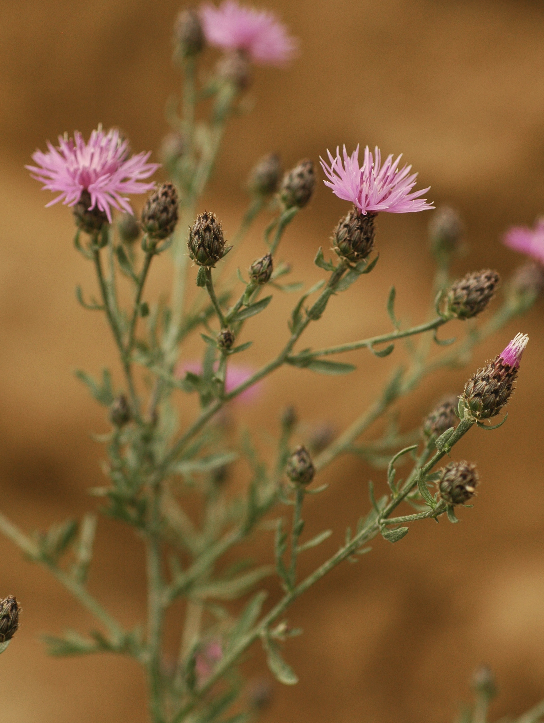 Spotted Knapweed – Taos SWCD