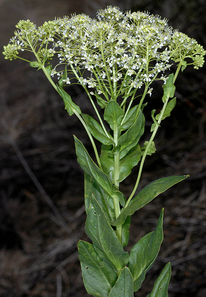 Hoary Cress