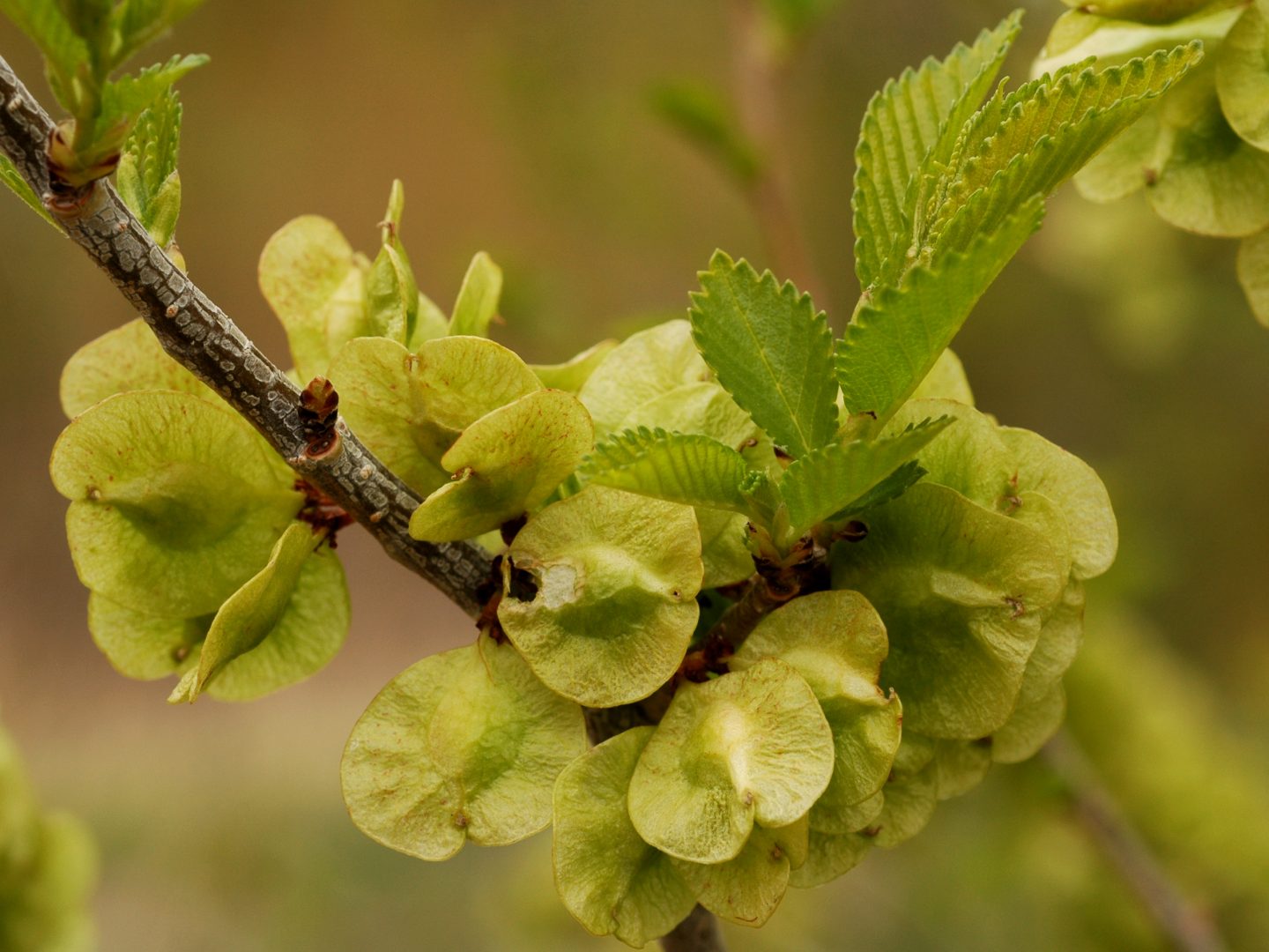Siberian Elm Taos SWCD